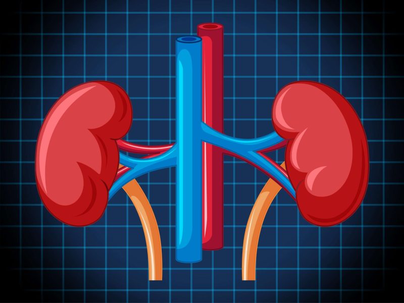 Human internal organ with kidney illustration